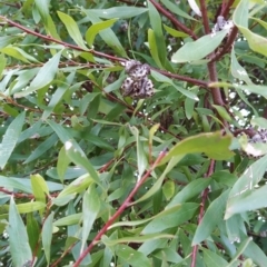 Hakea salicifolia at Fadden, ACT - 20 Jul 2023 08:45 AM