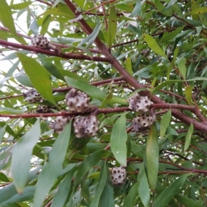 Hakea salicifolia at Fadden, ACT - 20 Jul 2023 08:45 AM