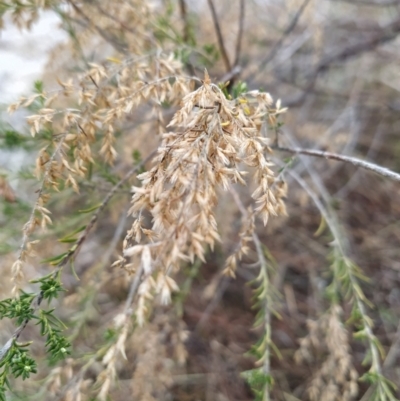 Cassinia sifton (Sifton Bush, Chinese Shrub) at Fadden, ACT - 19 Jul 2023 by KumikoCallaway