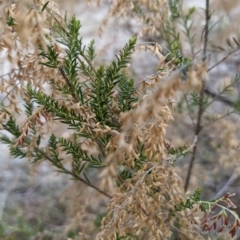 Cassinia sifton at Fadden, ACT - 20 Jul 2023