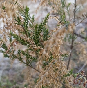 Cassinia sifton at Fadden, ACT - 20 Jul 2023