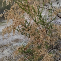 Cassinia sifton at Fadden, ACT - 20 Jul 2023