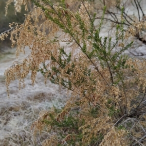 Cassinia sifton at Fadden, ACT - 20 Jul 2023 08:51 AM