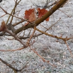 Quercus robur at Fadden, ACT - 20 Jul 2023