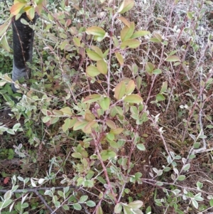 Cotoneaster pannosus at Fadden, ACT - 20 Jul 2023 08:50 AM