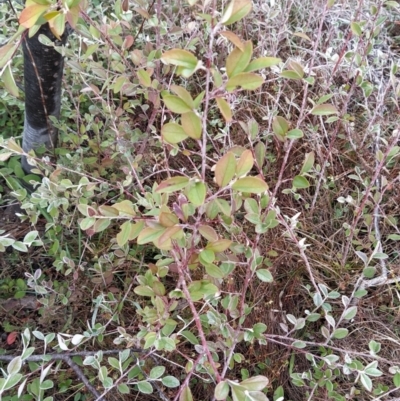 Cotoneaster pannosus (Cotoneaster) at Fadden, ACT - 20 Jul 2023 by KumikoCallaway