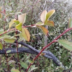 Cotoneaster pannosus at Fadden, ACT - 20 Jul 2023 08:50 AM