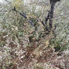 Cotoneaster pannosus at Fadden, ACT - 20 Jul 2023 08:50 AM