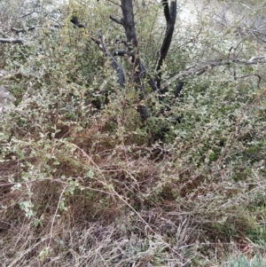 Cotoneaster pannosus at Fadden, ACT - 20 Jul 2023 08:50 AM