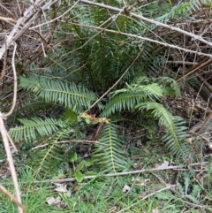 Blechnum nudum (Fishbone Water Fern) at Coree, ACT - 20 Jul 2023 by AdamMc