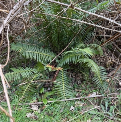 Blechnum nudum (Fishbone Water Fern) at Coree, ACT - 20 Jul 2023 by AdamMc