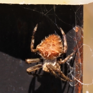 Backobourkia heroine at Dry Plain, NSW - 14 Mar 2022 02:06 PM