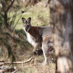 Notamacropus rufogriseus at Majura, ACT - 20 Jul 2023