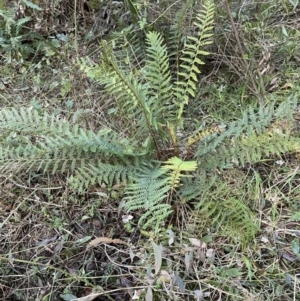 Polystichum proliferum at Coree, ACT - 20 Jul 2023