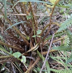 Polystichum proliferum at Coree, ACT - 20 Jul 2023