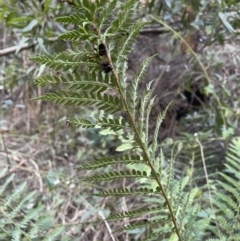 Polystichum proliferum at Coree, ACT - 20 Jul 2023 02:11 PM