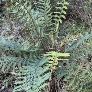 Polystichum proliferum at Coree, ACT - 20 Jul 2023 02:11 PM