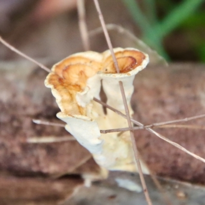 Unidentified Other fungi on wood at Moruya, NSW - 20 Jul 2023 by LisaH