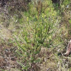 Styphelia triflora (Five-corners) at Majura, ACT - 20 Jul 2023 by HappyWanderer