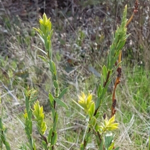 Styphelia triflora at Majura, ACT - 20 Jul 2023