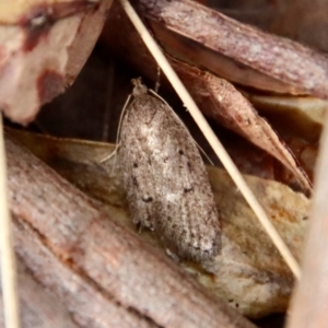 Chezala privatella at Moruya, NSW - suppressed
