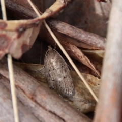 Chezala privatella at Moruya, NSW - suppressed