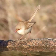 Malurus cyaneus (Superb Fairywren) at Moruya, NSW - 20 Jul 2023 by LisaH