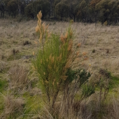 Cassinia sifton (Sifton Bush, Chinese Shrub) at Majura, ACT - 20 Jul 2023 by HappyWanderer