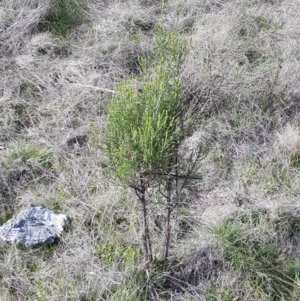 Cassinia sifton at Majura, ACT - 20 Jul 2023