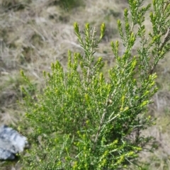 Cassinia sifton at Majura, ACT - 20 Jul 2023 11:44 AM