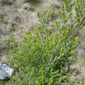 Cassinia sifton at Majura, ACT - 20 Jul 2023 11:44 AM