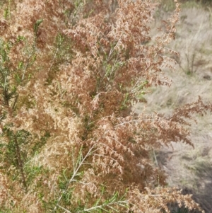 Cassinia sifton at Majura, ACT - 20 Jul 2023