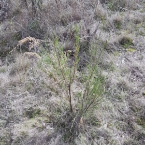 Cassinia sifton at Majura, ACT - 20 Jul 2023