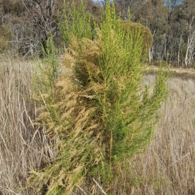 Cassinia sifton (Sifton Bush, Chinese Shrub) at Majura, ACT - 20 Jul 2023 by HappyWanderer