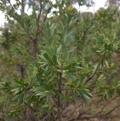 Styphelia triflora at Majura, ACT - 20 Jul 2023 11:53 AM