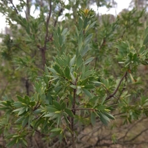 Styphelia triflora at Majura, ACT - 20 Jul 2023