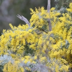 Acacia baileyana at Majura, ACT - 20 Jul 2023 12:59 PM