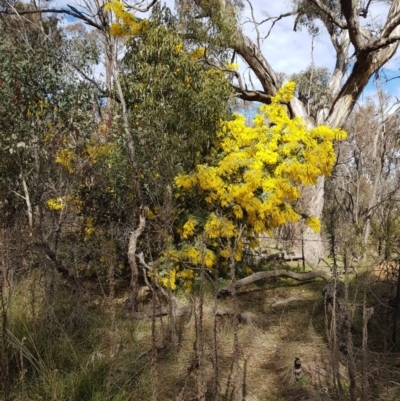 Acacia baileyana (Cootamundra Wattle, Golden Mimosa) at Majura, ACT - 20 Jul 2023 by HappyWanderer