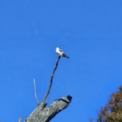 Elanus axillaris at Kambah, ACT - 20 Jul 2023