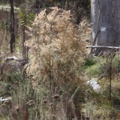 Cassinia sifton (Sifton Bush, Chinese Shrub) at Majura, ACT - 20 Jul 2023 by HappyWanderer