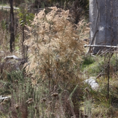 Cassinia sifton (Sifton Bush, Chinese Shrub) at Majura, ACT - 20 Jul 2023 by HappyWanderer