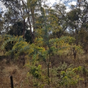 Acacia baileyana at Watson, ACT - 20 Jul 2023 12:11 PM