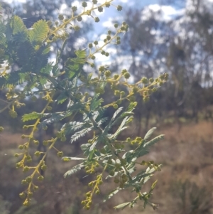 Acacia baileyana at Watson, ACT - 20 Jul 2023 12:11 PM