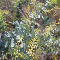 Acacia baileyana at Watson, ACT - 20 Jul 2023 12:11 PM