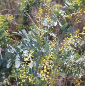 Acacia baileyana at Watson, ACT - 20 Jul 2023 12:11 PM