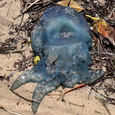 Catostylus mosaicus at Bellara, QLD - 19 Jul 2023 by JimL