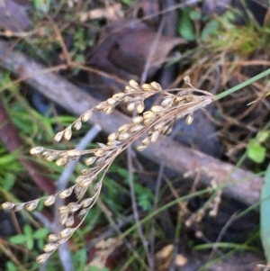 Juncus subsecundus at Kowen, ACT - 18 May 2021