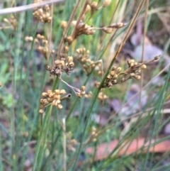 Juncus subsecundus at Kowen, ACT - 18 May 2021