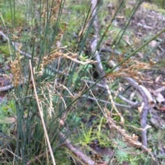 Juncus subsecundus at Kowen, ACT - 18 May 2021 03:53 PM