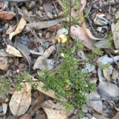 Pultenaea microphylla at Kowen, ACT - 18 May 2021 04:06 PM